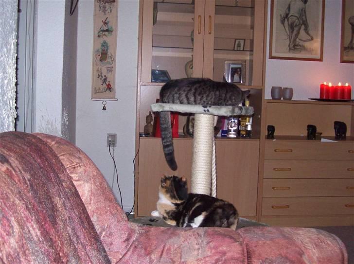 Huskat pummel - de hygger sig billede 5