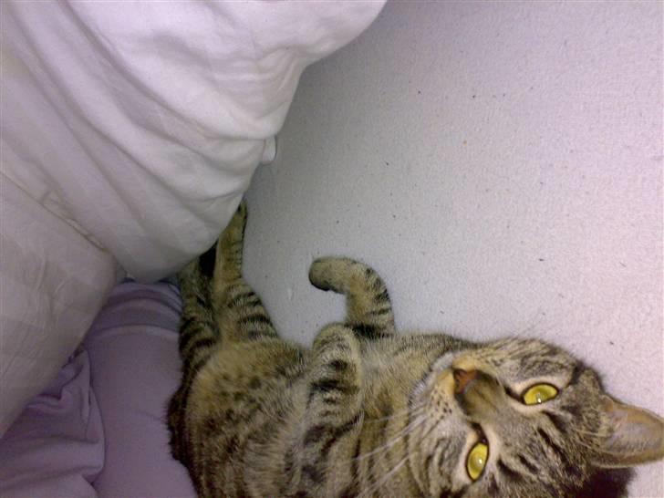 Huskat Mille billede 5