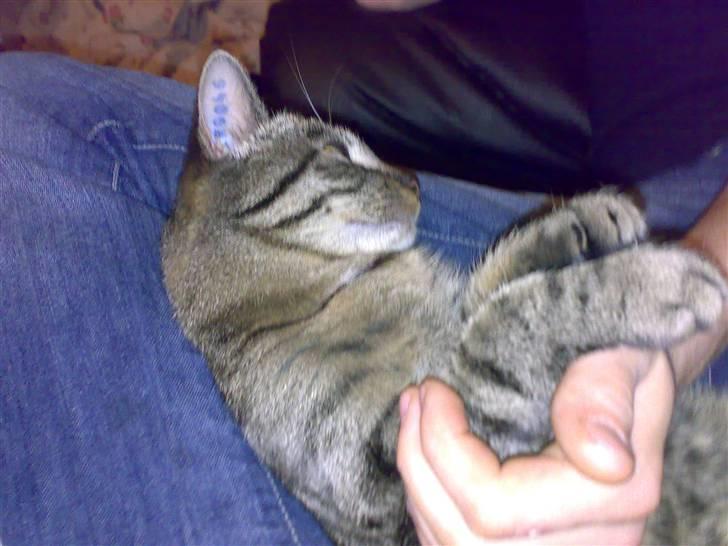 Huskat Mille billede 6