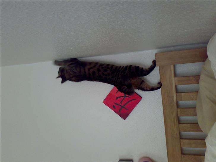 Huskat Mille billede 7