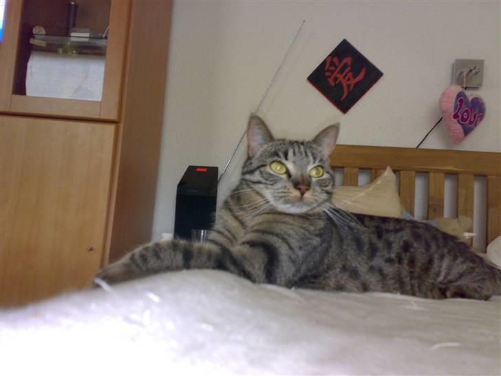 Huskat Mille billede 8