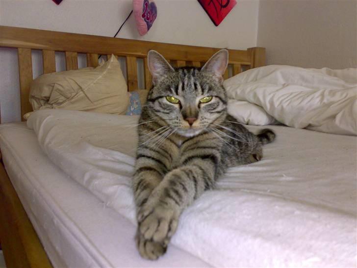 Huskat Mille billede 9