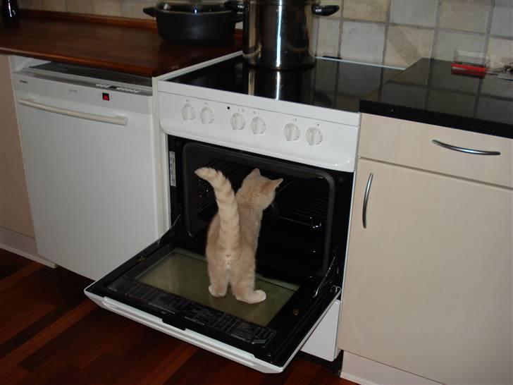 British Shorthair Ollie og Lodberg billede 6