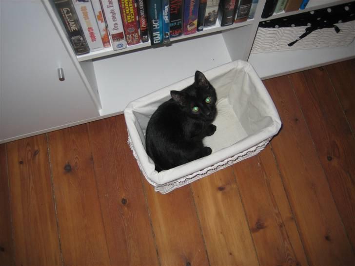 Huskat Simba - Han elsker bare at hoppe op i små ting. billede 8