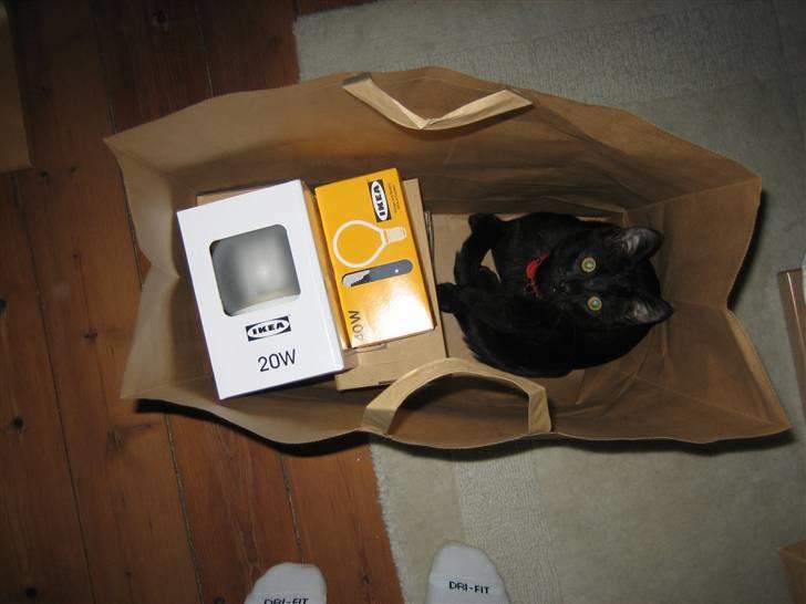 Huskat Simba - Hoppede fra sofaen og ned i posen. Den væltede dog anden gang han gjorde det.  billede 9