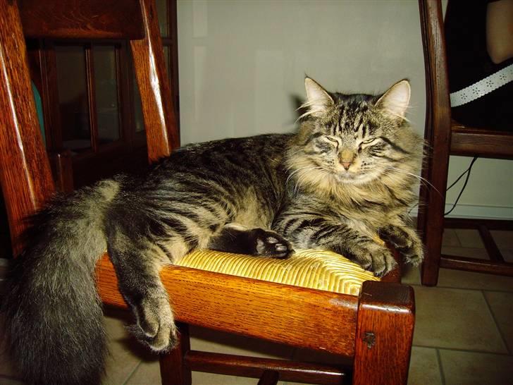 Norsk Skovkat Nero - Her ligger jeg så og slapper af. billede 6