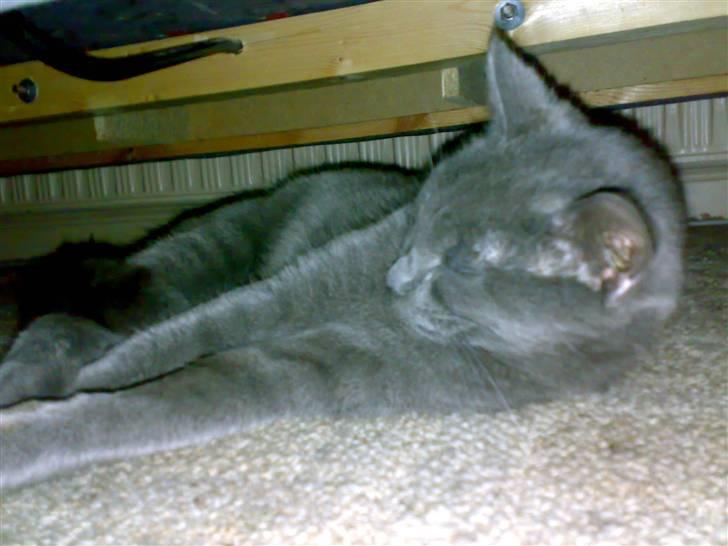 Blanding af racer Junior R.I.P min elskede - ligger lige og flader lidt ud billede 2