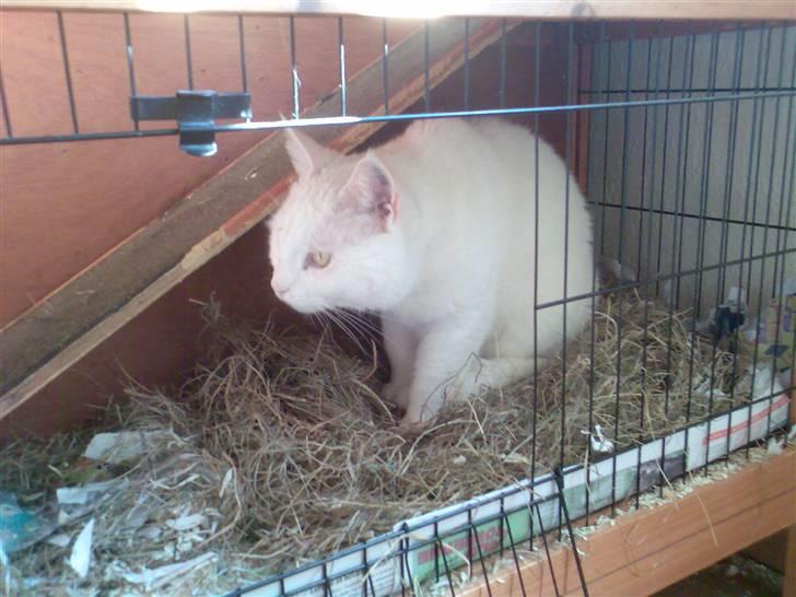 Huskat Basse - He he, når kaninerne er ude, leger kattene i buret! billede 3