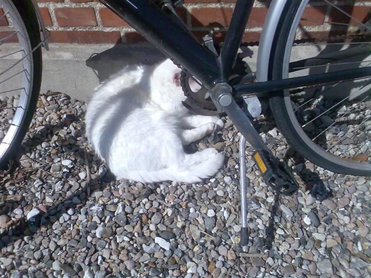 Huskat Basse - Dejligt her under cyklen. Sol direkte på! Guf for en misser!  billede 7
