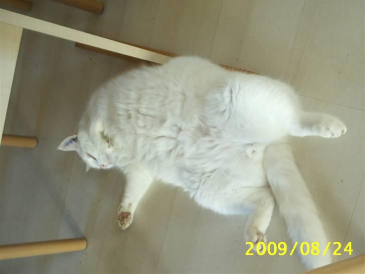 Huskat Basse - Godt med en god morfar.... :-) billede 12