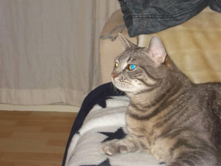 Huskat Hilda. R.I.P - Her er dejligt, selvom lillebror ikke lader mig sove så længe af gangen. billede 5