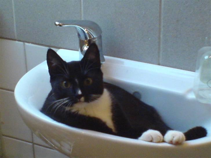 Huskat Ziggy - Der er så hyggeligt her i håndvasken billede 1