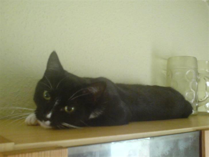 Huskat Ziggy - Total afslapning ovenpå skabet billede 2