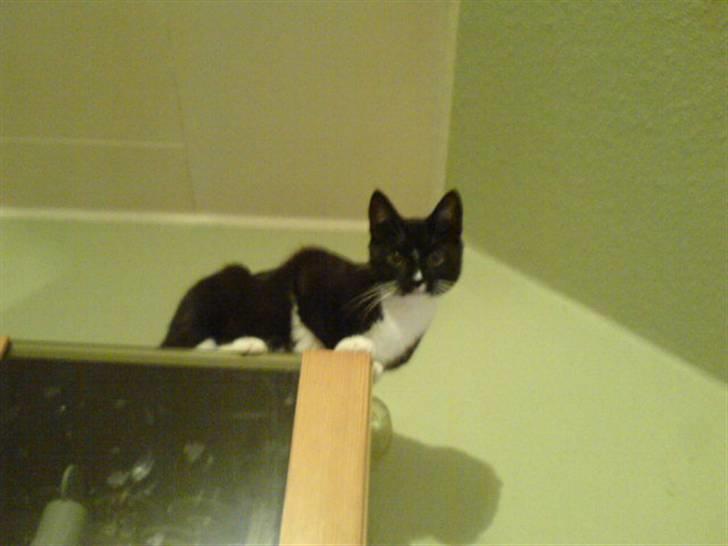 Huskat Ziggy - Overblik fra skabet billede 3