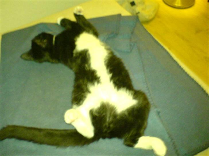 Huskat Ziggy - Jeg sover bare SÅ godt billede 4