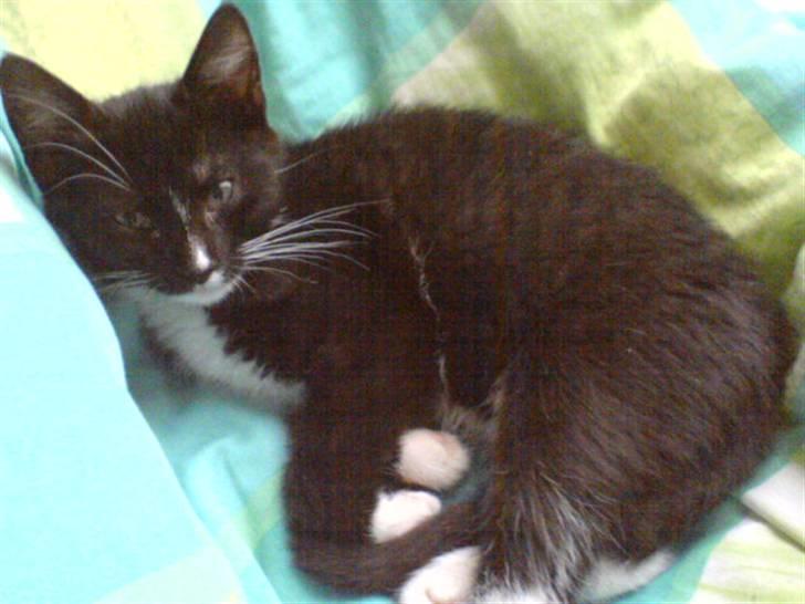 Huskat Ziggy - Hyggekat billede 5