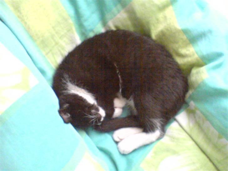 Huskat Ziggy - Sover lige igen billede 6