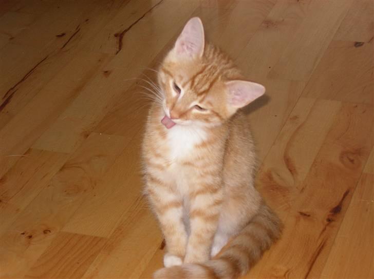 Blanding af racer Mozart *fået ny familie* - række tunge kan jeg osse... billede 8