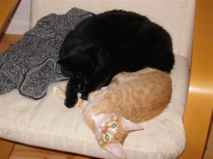 Blanding af racer Mozart *fået ny familie* - "hva? putte med storebror?? det kender jeg ikke noget til..." billede 9