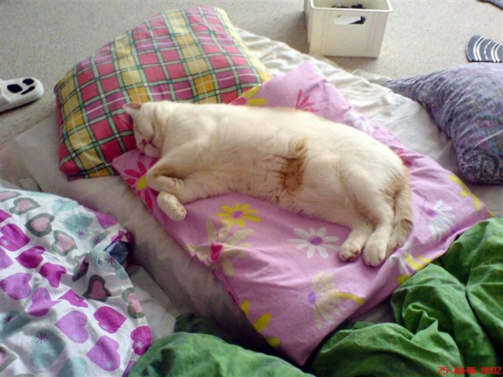 British Shorthair Dk Hentzel's Nuller 11 år - Nuller er blevet træt billede 9