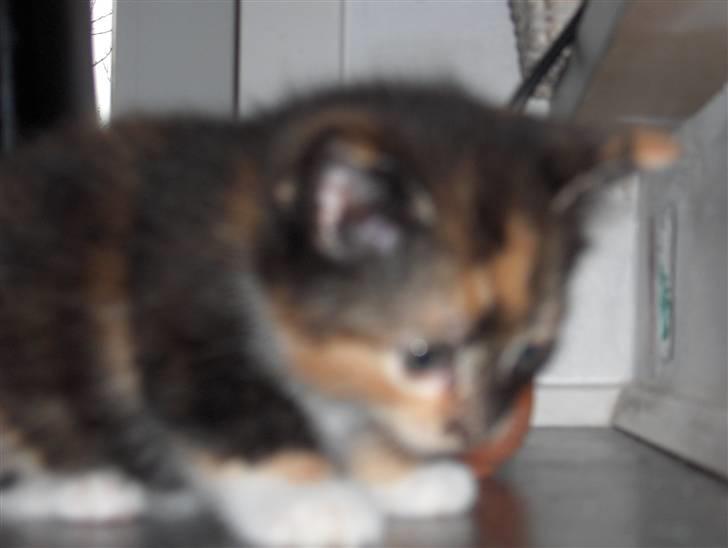 Huskat Sif - Jeg er ikke ret gammel her billede 3