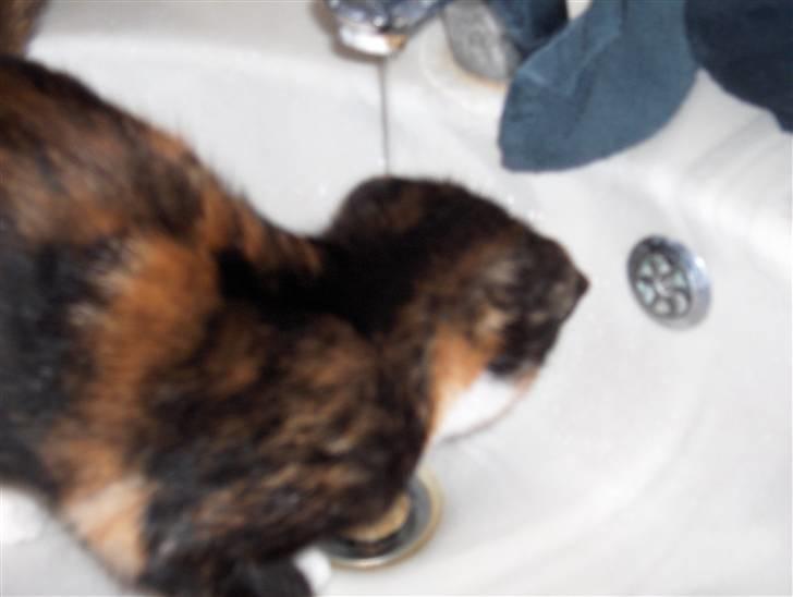 Huskat Sif - Man siger katter ikke kan lide vand, det passer bare ikke på mig billede 4