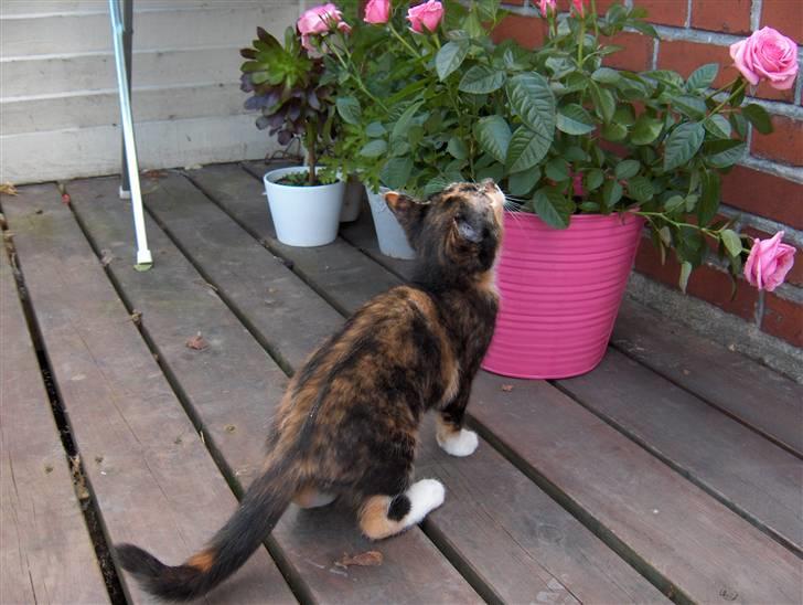 Huskat Sif - Jeg vil også gerne lege i mors blomster billede 5