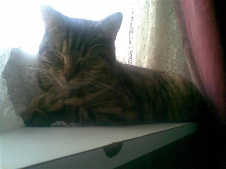 Huskat Sasha - billedet er manipuleret billede 5