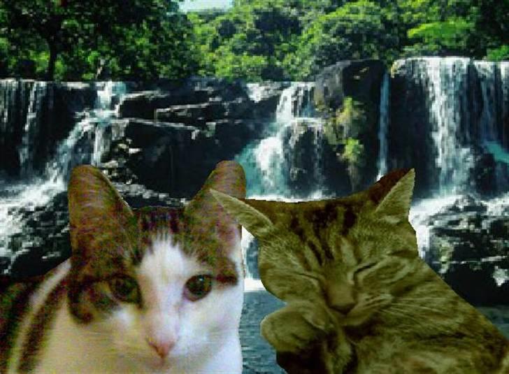 Huskat Sasha - billedet er manipuleret billede 6