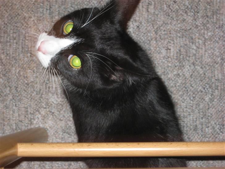 Huskat Bandit - Bandit følger med i alt billede 1