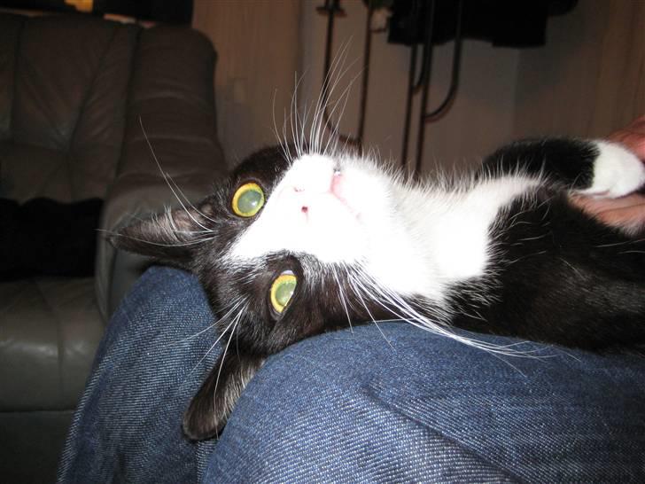 Huskat Bandit - En fjollemis billede 2