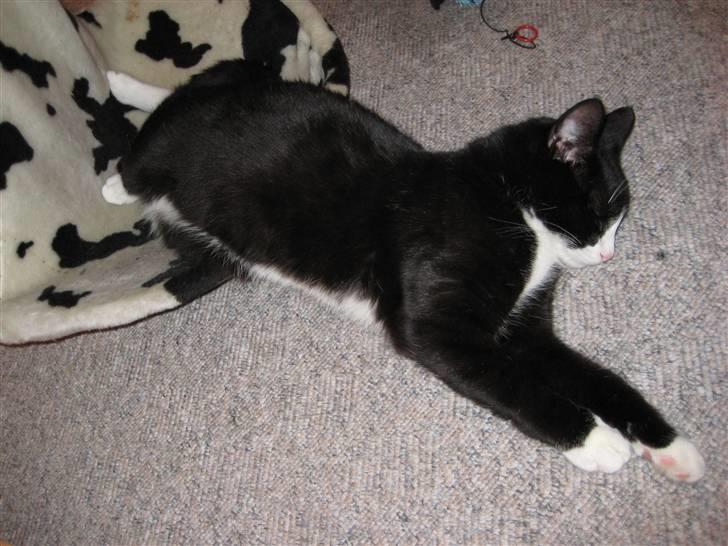 Huskat Bandit - Han er ved at være en stor kat, nu falder han ud a sin kurv når han drømmer billede 3