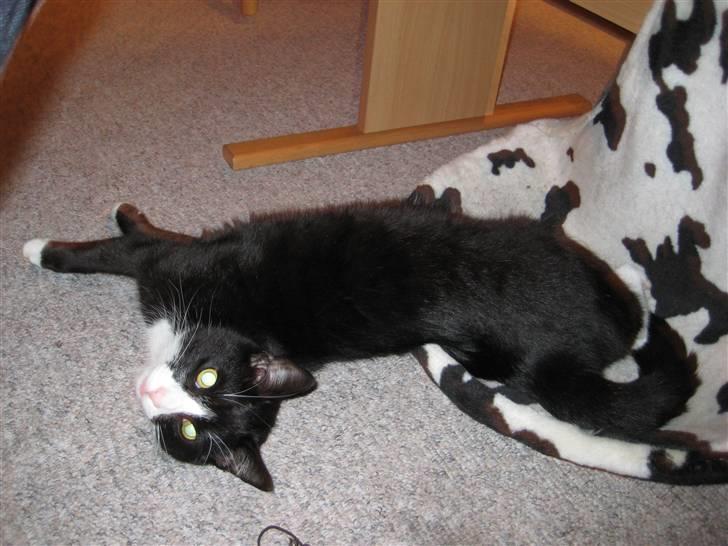 Huskat Bandit - Den er helt gal med den kurv, han ska vistha en ny billede 4