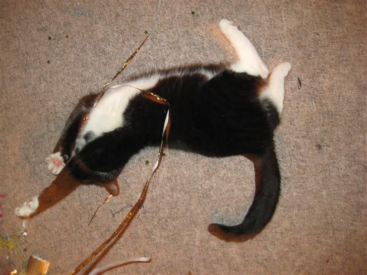 Huskat Bandit - Bandit kan godt li nytår billede 5