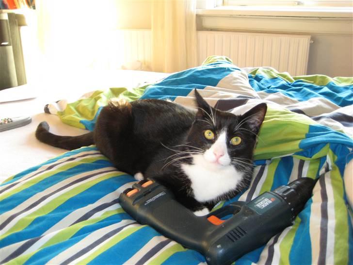 Huskat Bandit - Bandit har fået en ny ven (skruemaskien) billede 6