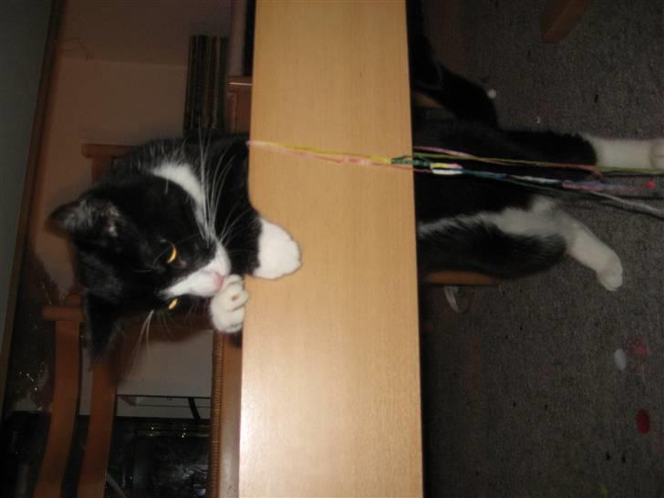 Huskat Bandit - Så står den på ballade billede 7