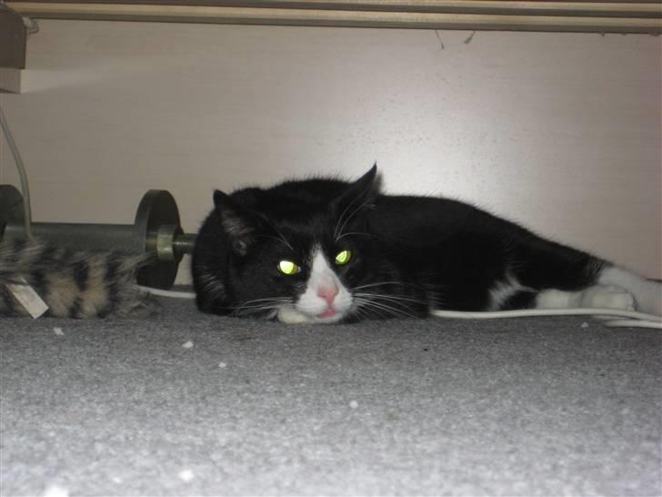 Huskat Bandit - Her finder man Bandits skjulested billede 8