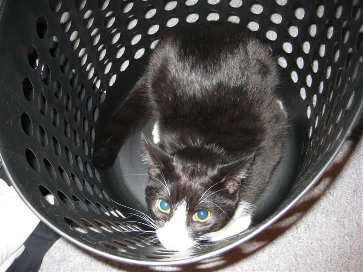 Huskat Bandit - Lille djævel billede 9