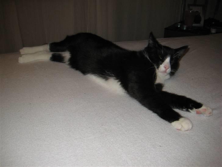 Huskat Bandit - Søndags hvile billede 10