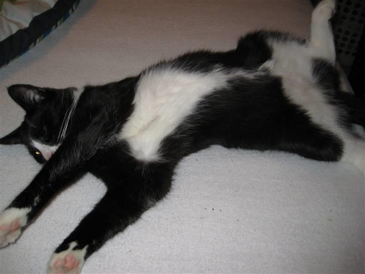 Huskat Bandit - Se hvor dejlig jeg er billede 11