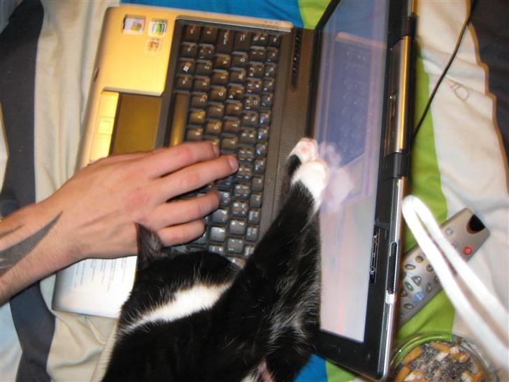 Huskat Bandit - Han elsker at blande sig i alt hvad vi laver billede 12