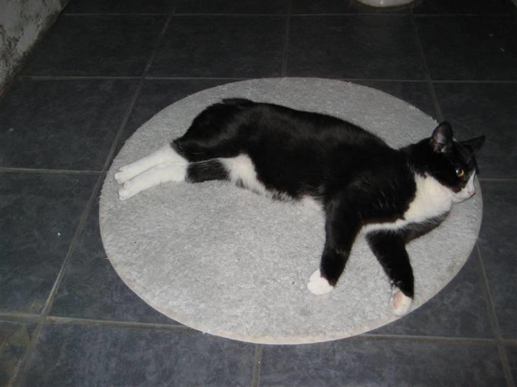 Huskat Bandit - Badeværelses gulvet er det perfekte sted af få varmen billede 13