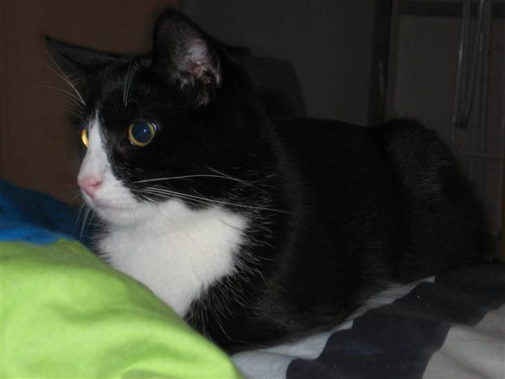 Huskat Bandit - Ude på ballade billede 14