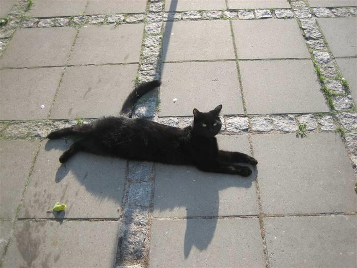 Huskat Godthåbs Ruth - R.I.P. - Se hvor lang jeg er :D billede 9