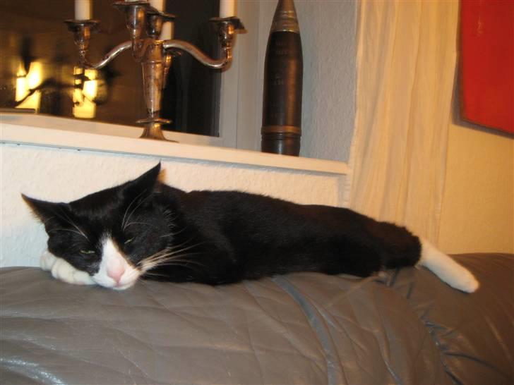 Huskat Bandit - Selv når han ska ha sig en lille lur er han social billede 15