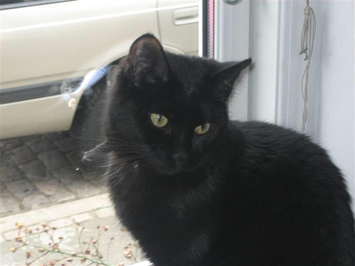 Huskat Godthåbs Ruth - R.I.P. - Min flomme-fede mis :D billede 10