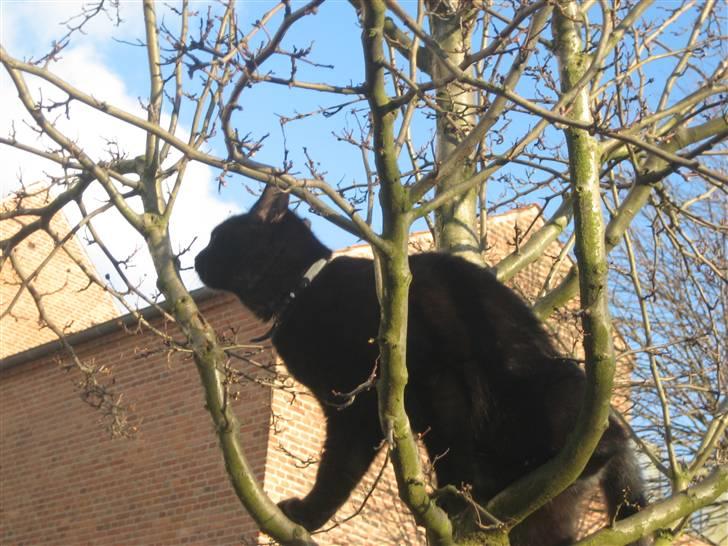Huskat Godthåbs Ruth - R.I.P. - Og der klatres billede 11