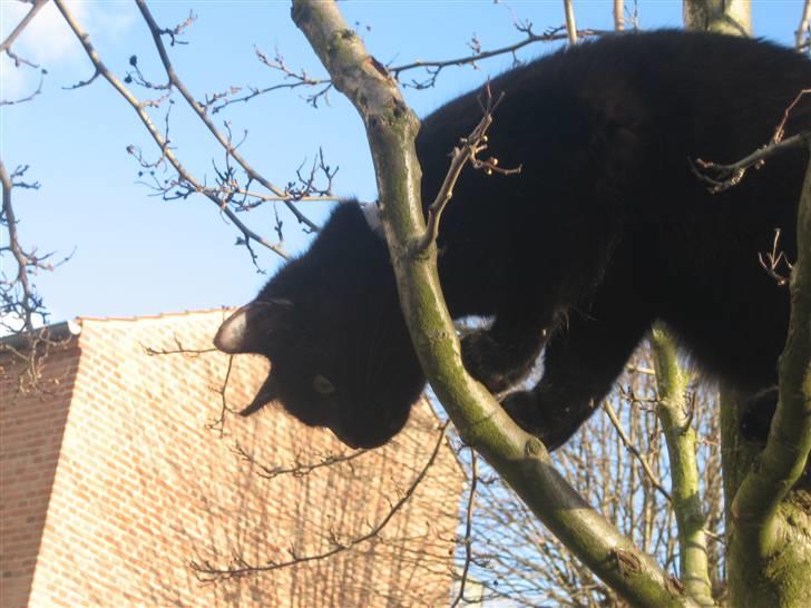 Huskat Godthåbs Ruth - R.I.P. - .. Der er faktisk ret langt ned. billede 12
