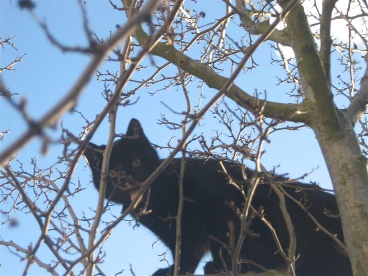 Huskat Godthåbs Ruth - R.I.P. billede 13