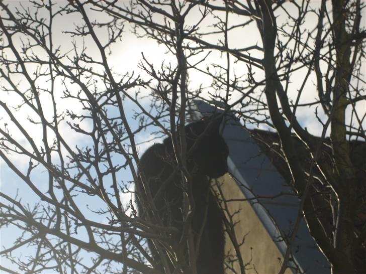 Huskat Godthåbs Ruth - R.I.P. billede 14